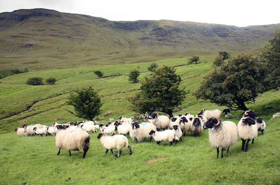 alterRurality 3: Fieldwork Letterfrack Call for Abstracts