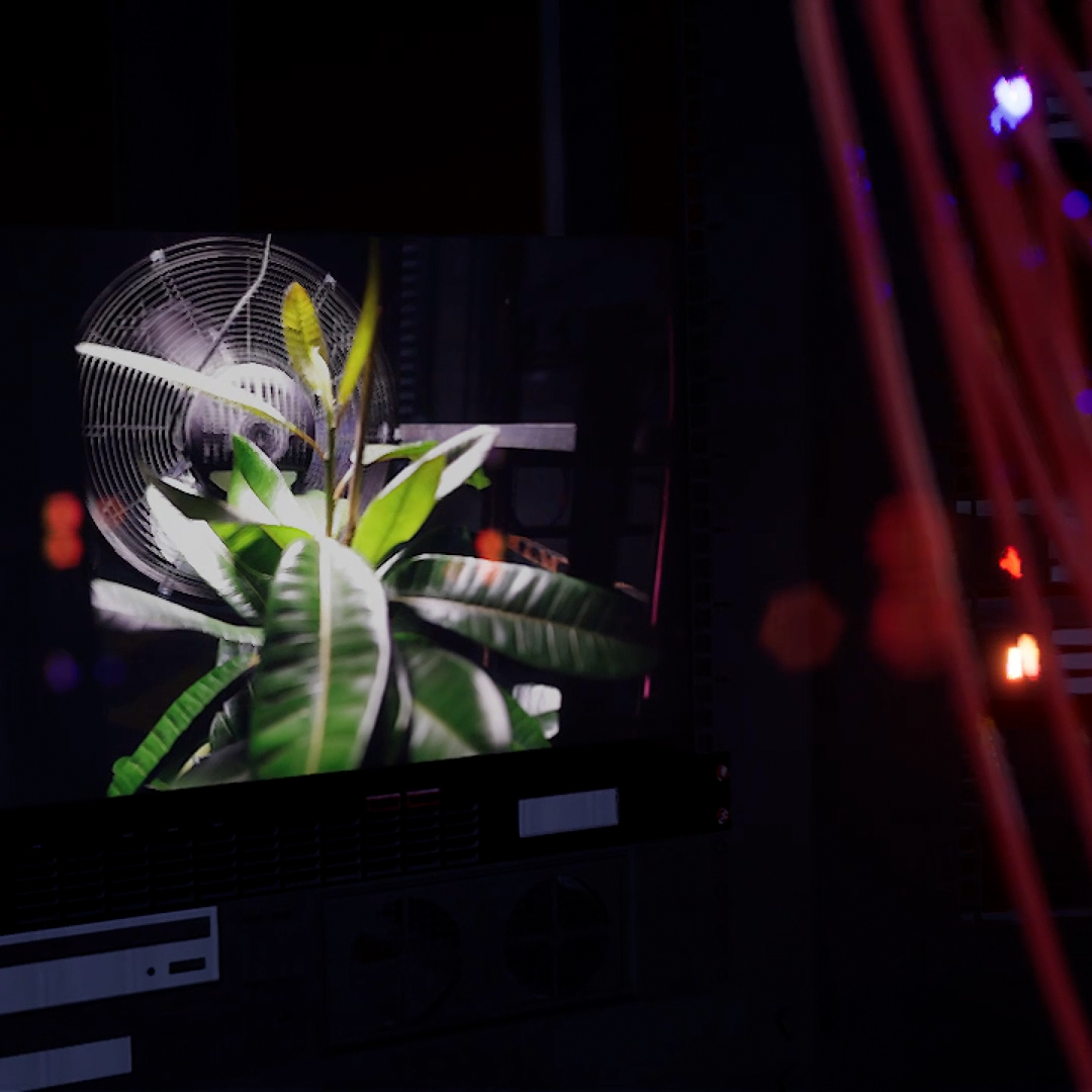 A close up image of what appears to be a screen showing a plant with an electric fan in the background. To the left of the image it's possible to make out some electrical wires, slightly fuzzy in the close up.